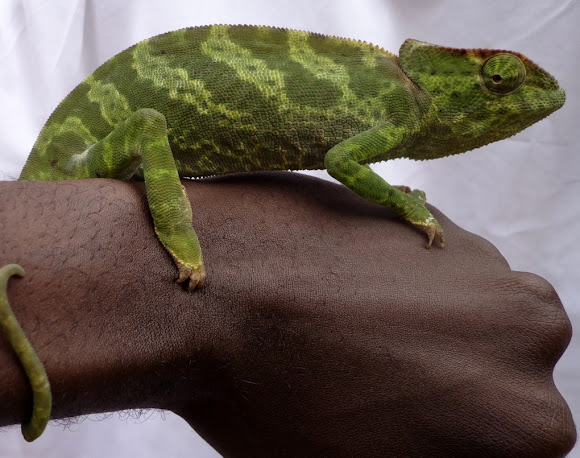 Graceful Chameleon For Sale,